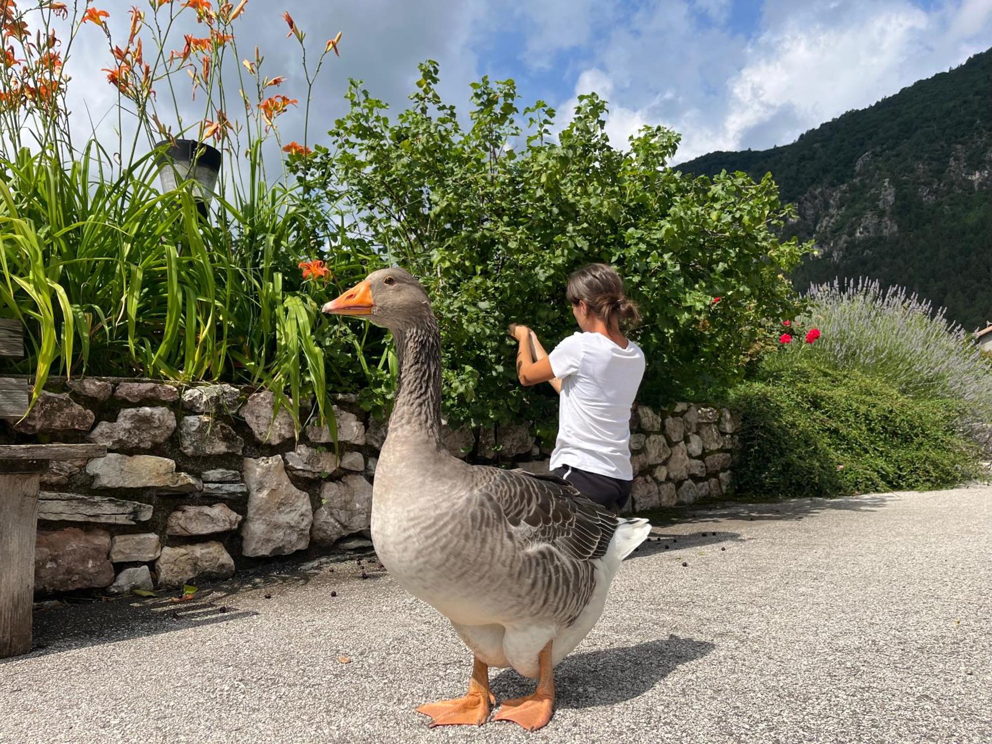 Agriturismo Girasole Fai della Paganella Eksteriør bilde