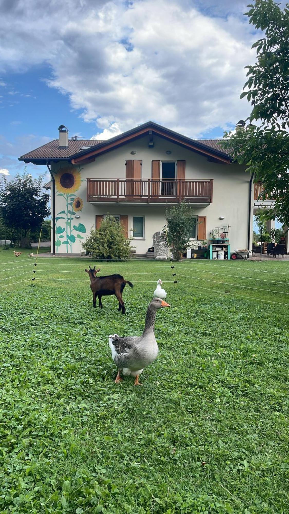 Agriturismo Girasole Fai della Paganella Eksteriør bilde
