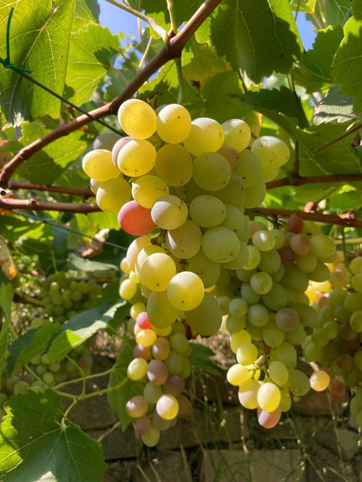 Agriturismo Girasole Fai della Paganella Eksteriør bilde