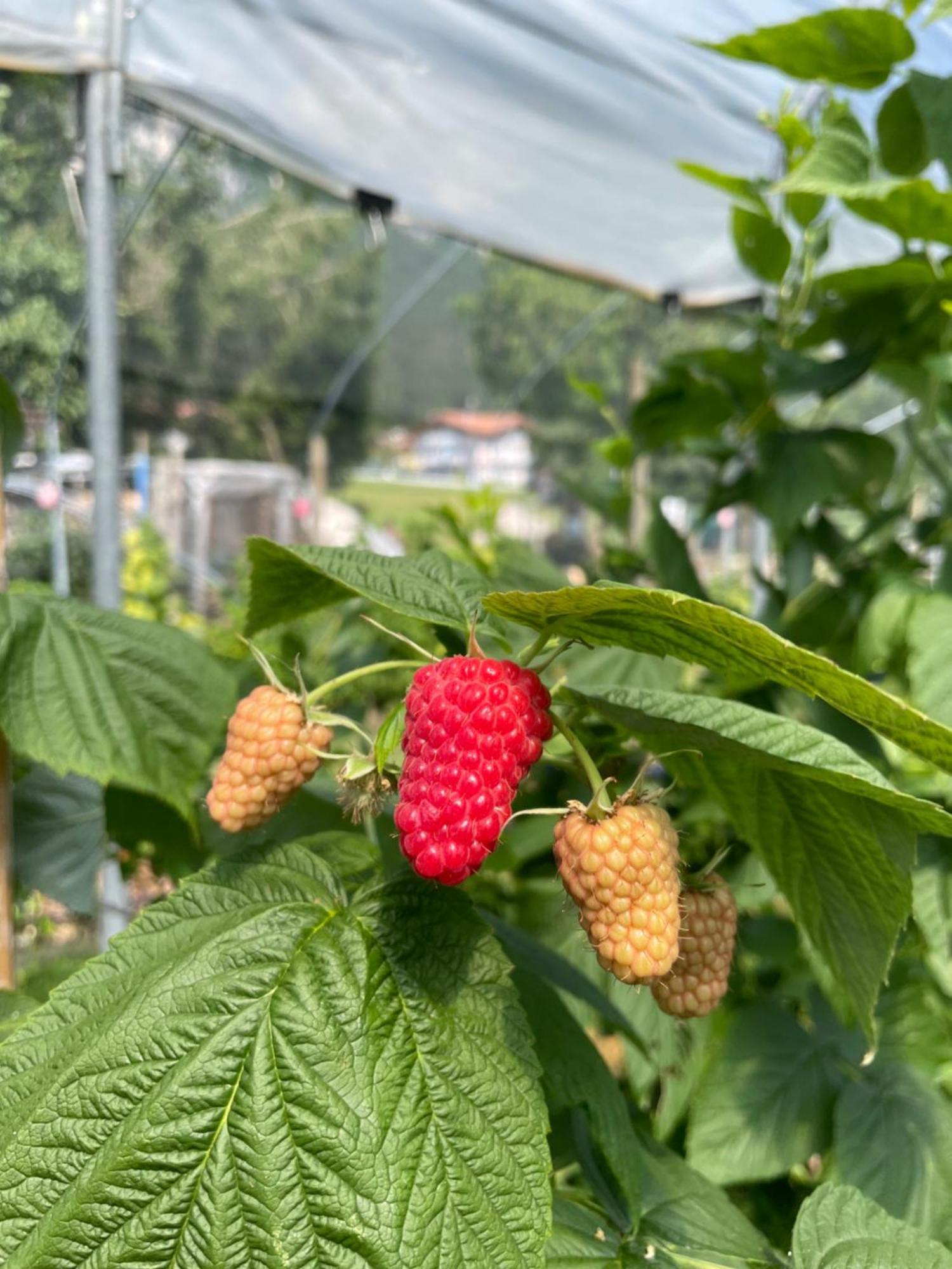Agriturismo Girasole Fai della Paganella Eksteriør bilde