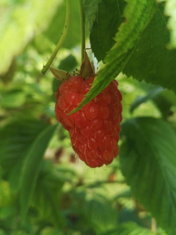 Agriturismo Girasole Fai della Paganella Eksteriør bilde